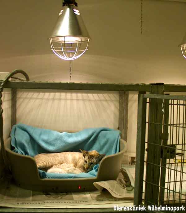 kat keizersnede, de moederpoes begint al wakker te worden. dierenkliniek wilhelminapark in utrecht